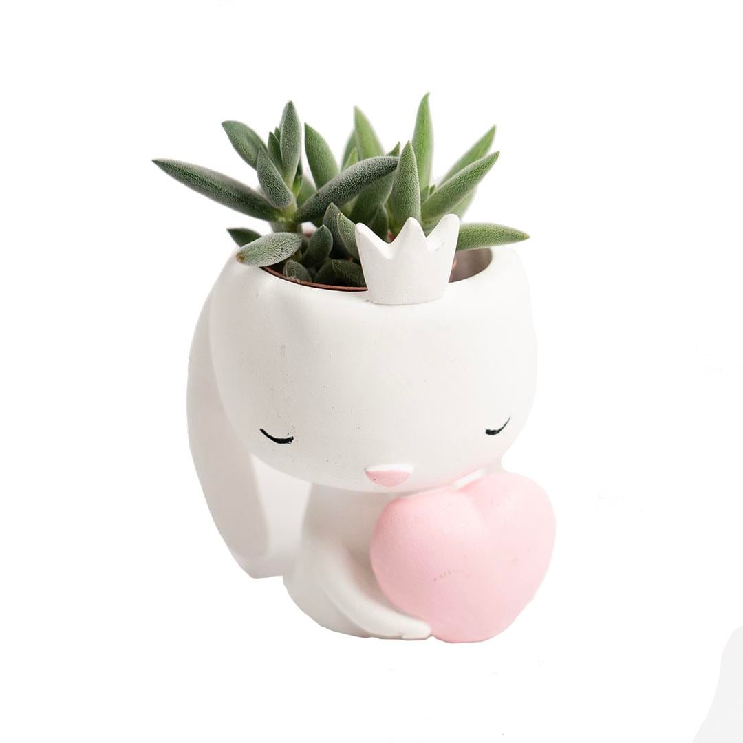Succulent Arajman