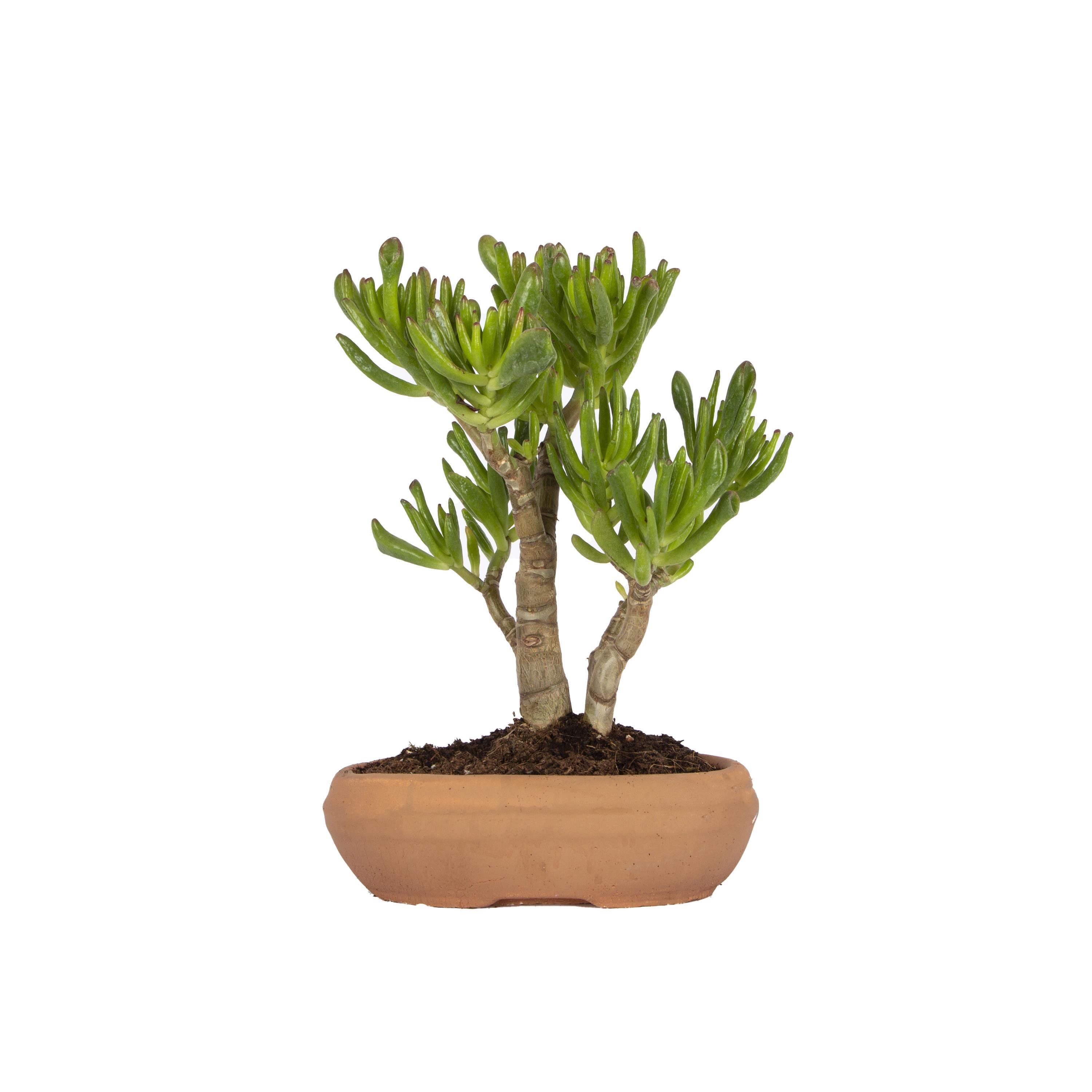 succulent-bonsai-81219-cm--968c-.jpg