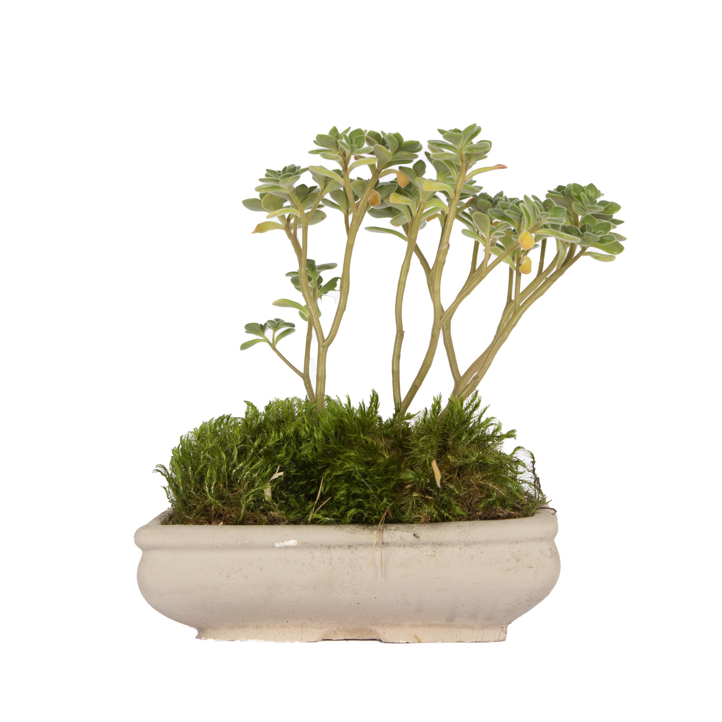 succulent-bonsai-81219-cm--a215-.jpg