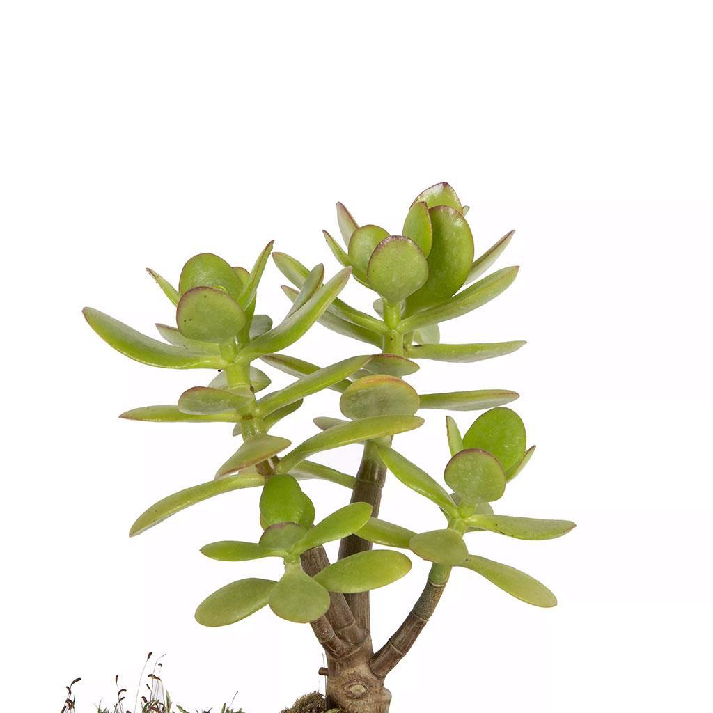succulent-bonsai-81219-cm-784-82.jpg