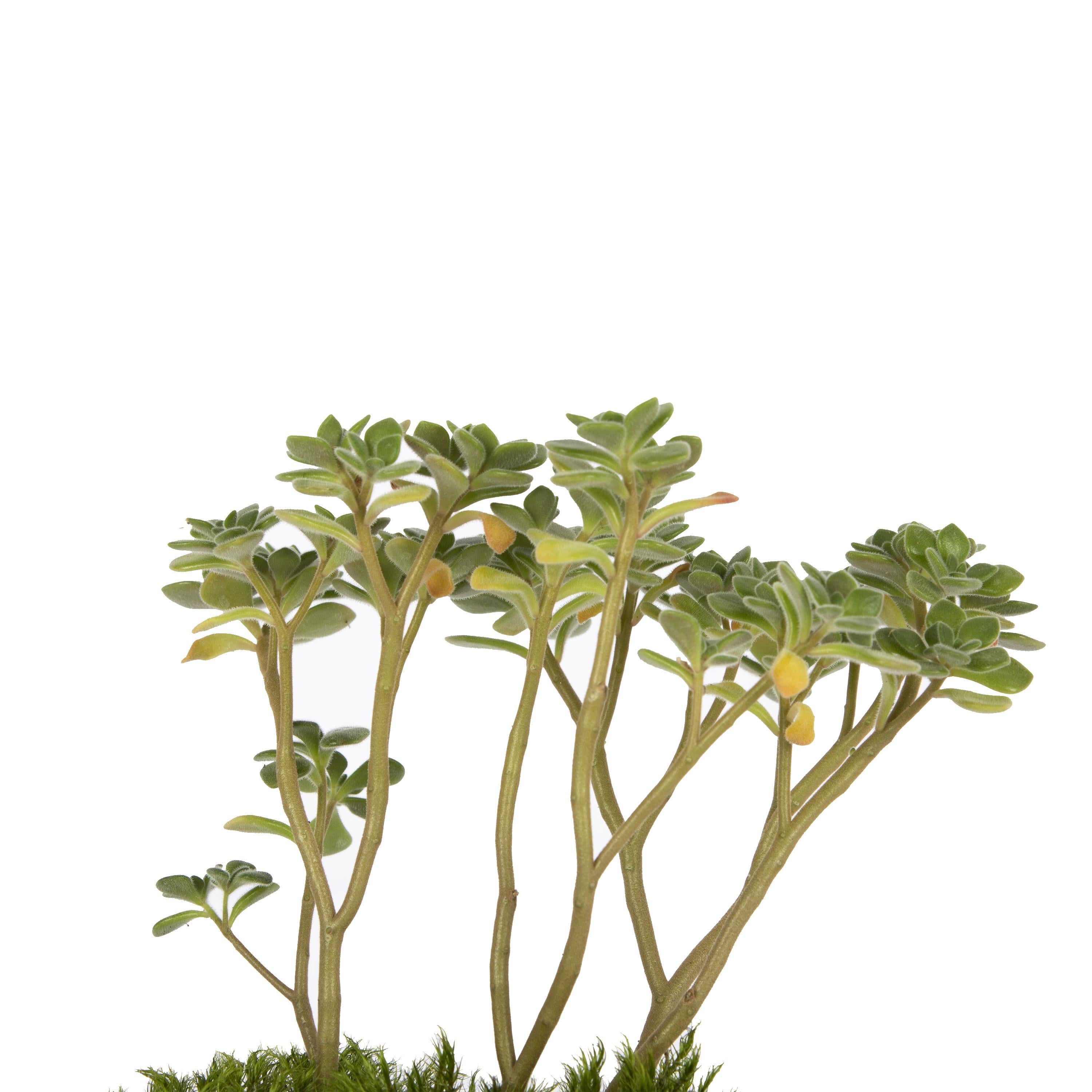succulent-bonsai-81219-cm-f91-98.jpg