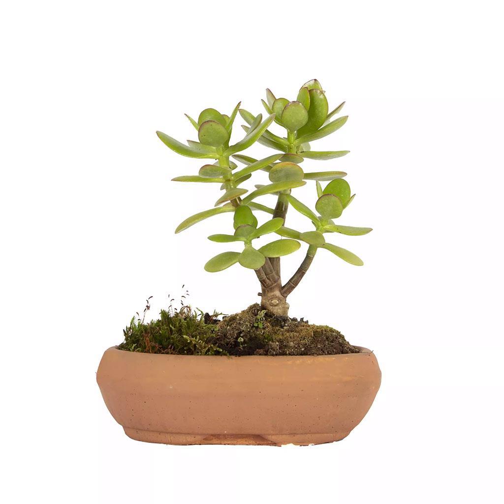 succulent-bonsai-81219-cm-f9b2d4.jpg