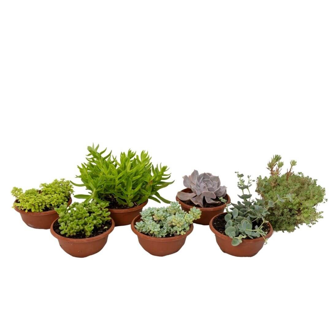 Succulent Mini Aranjman Yeşil