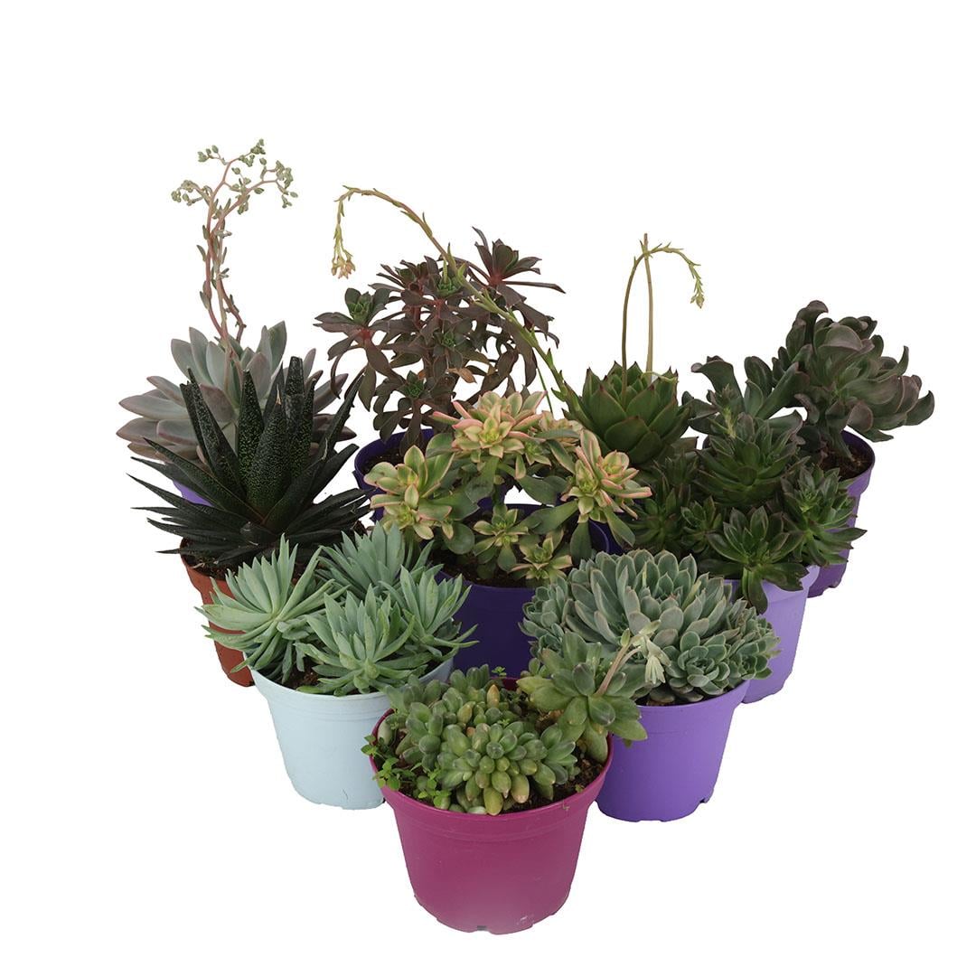 Succulent Mix 1,5 Clt