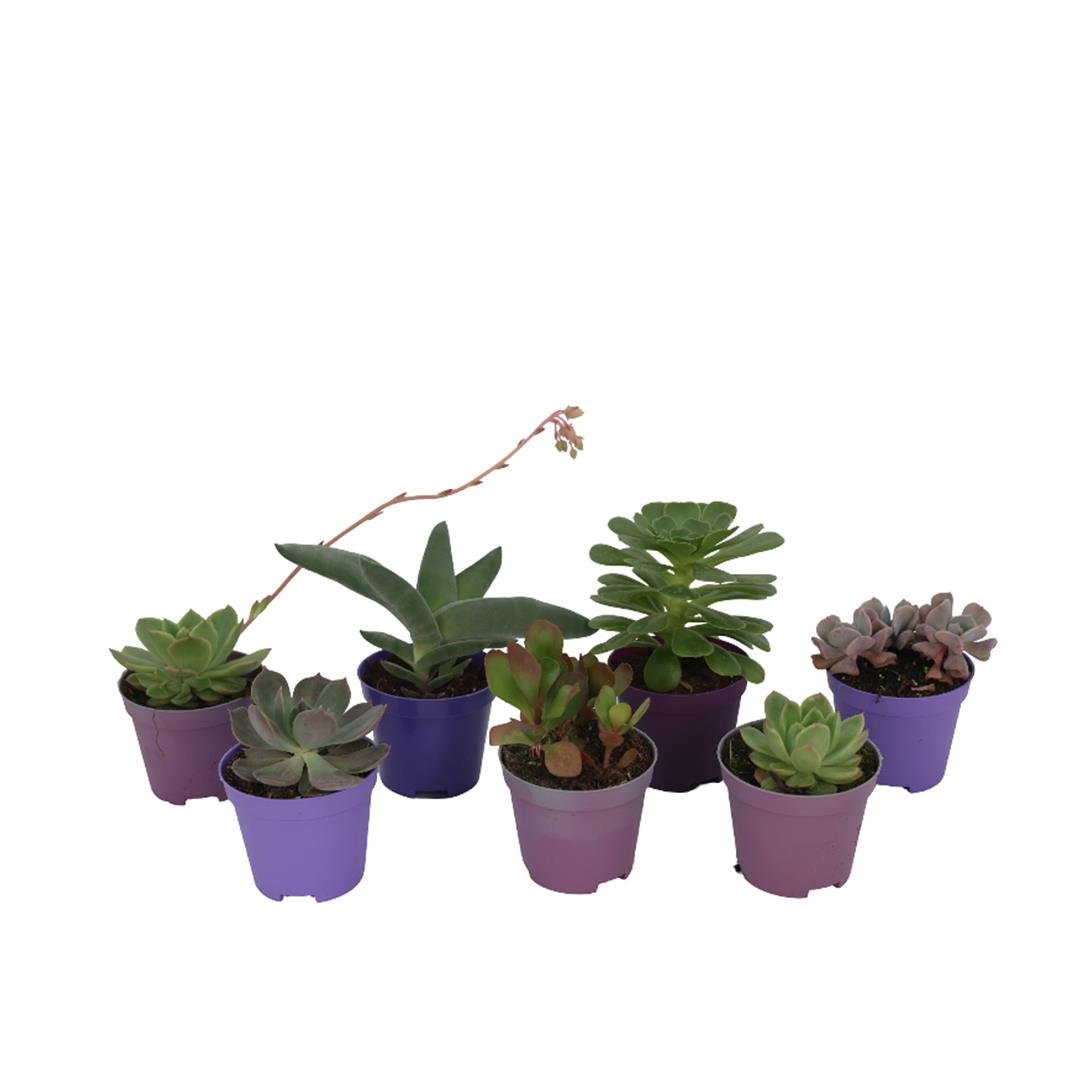 Succulent (Mor Saksıda)