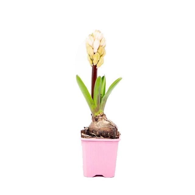 Sümbül Çiçeği Saksılı 5-10 Cm