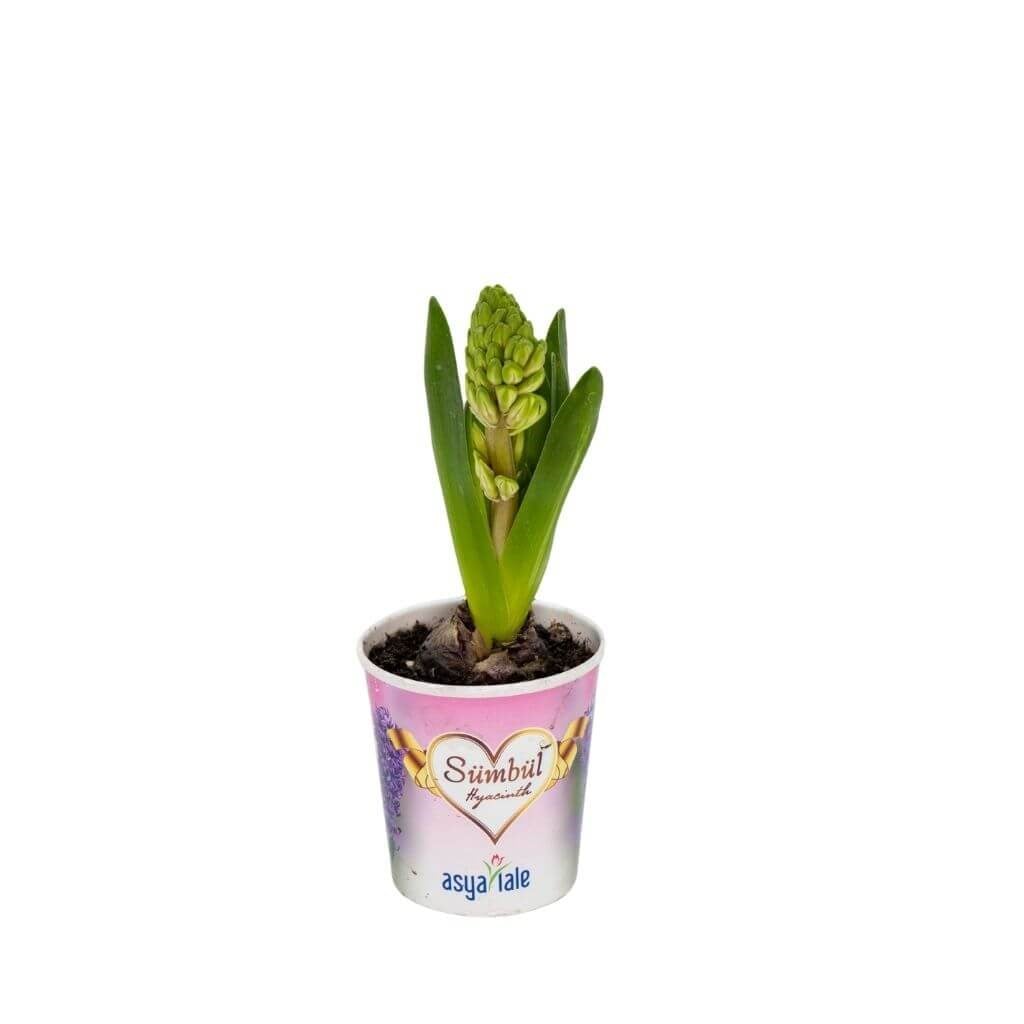 Sümbül Çiçeği Saksılı 5-10 Cm