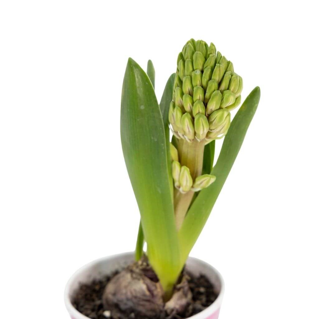 Sümbül (Hyacinthus) bakım kartı: Ev ve balkonda yetişen soğanlı bitki. Doğrudan güneş almayan yarı gölgede tutun. Yazın haftada 2, kışın 1 kez sulayın, toprağı nemli tutun.