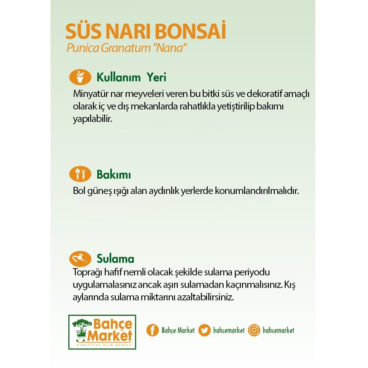 Süs Narı Bonsai