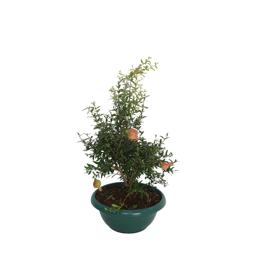 Süs Narı Bonsai