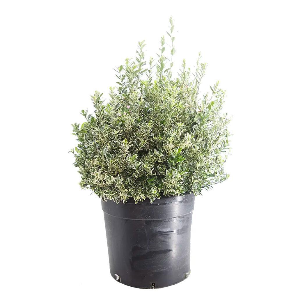 susan-taflan-35-litre-saksi-boy-60-80--0f5d-4.jpg