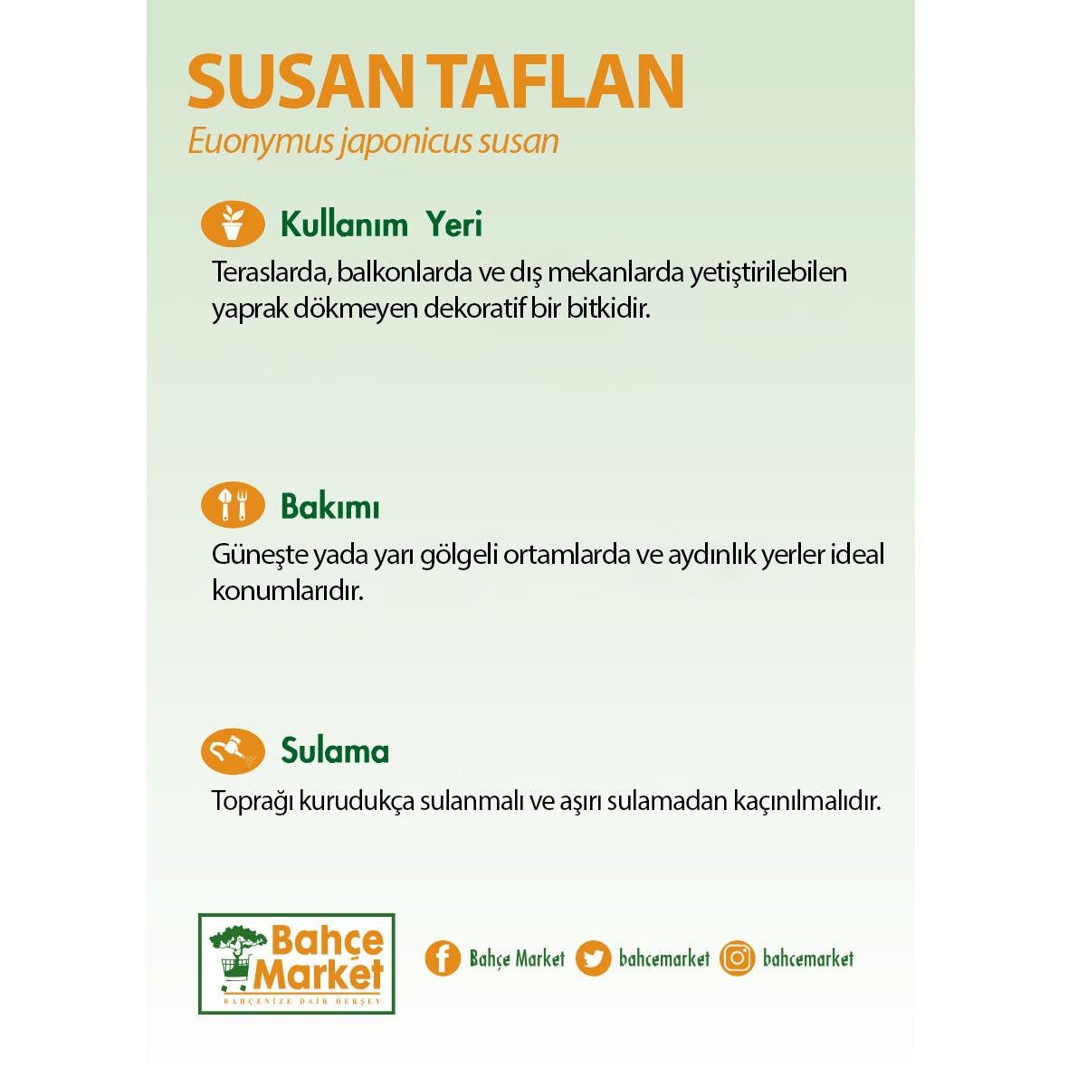Susan Taflan - 35 Litre Saksı - Boy 60-80 Cm Yeşil
