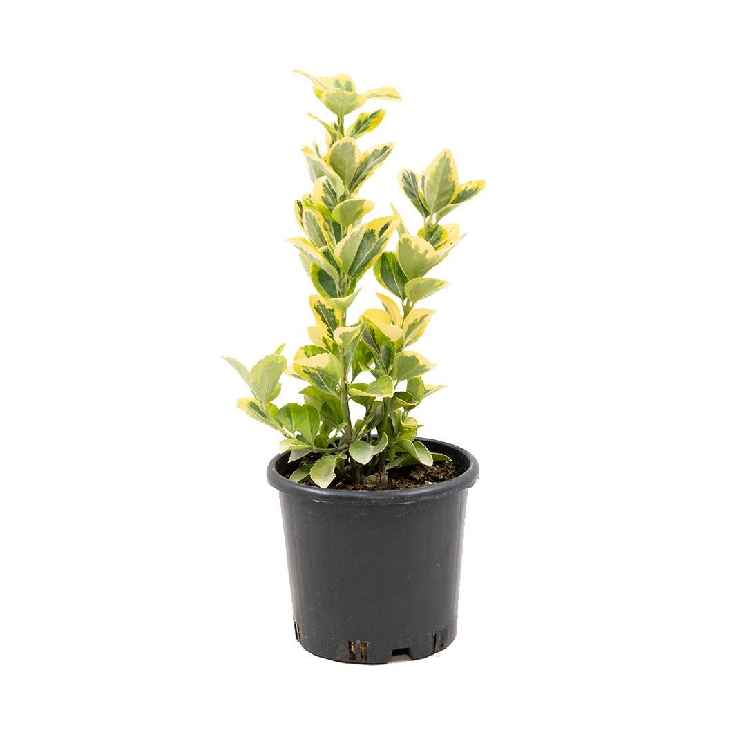 Taflan Altuni 20-30 Cm