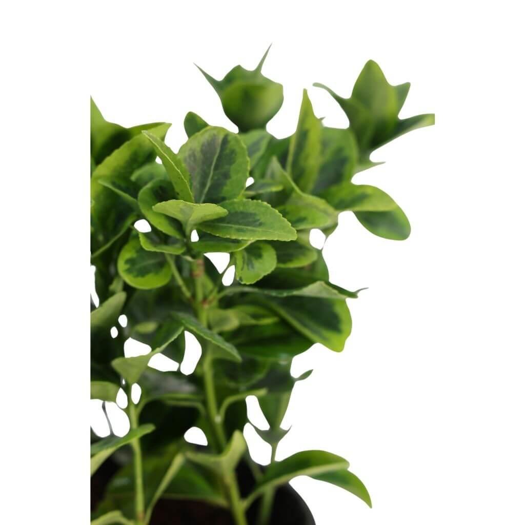 Taflan Altuni 20-30 cm