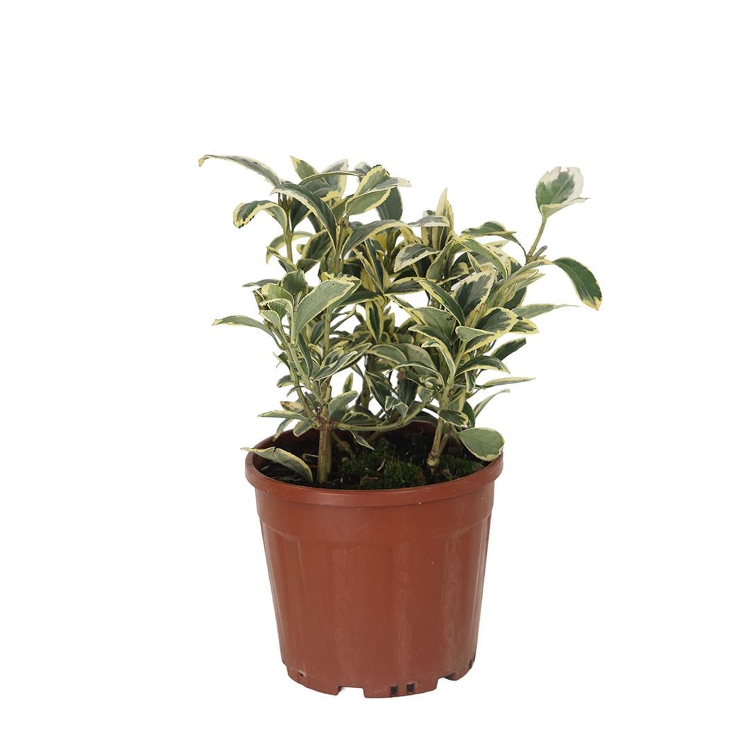 Taflan Bravo 20-30 Cm
