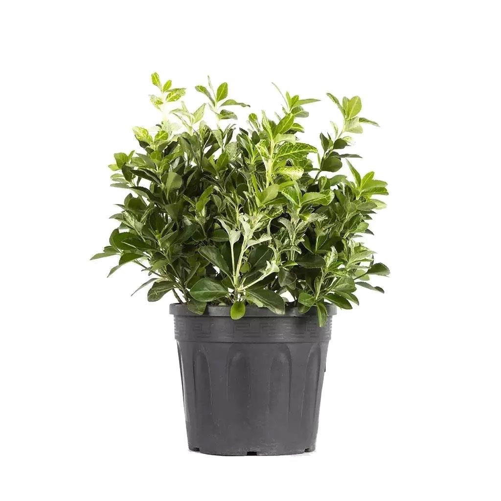 Taflan Pierrolino 20 - 30 Cm Yeşil