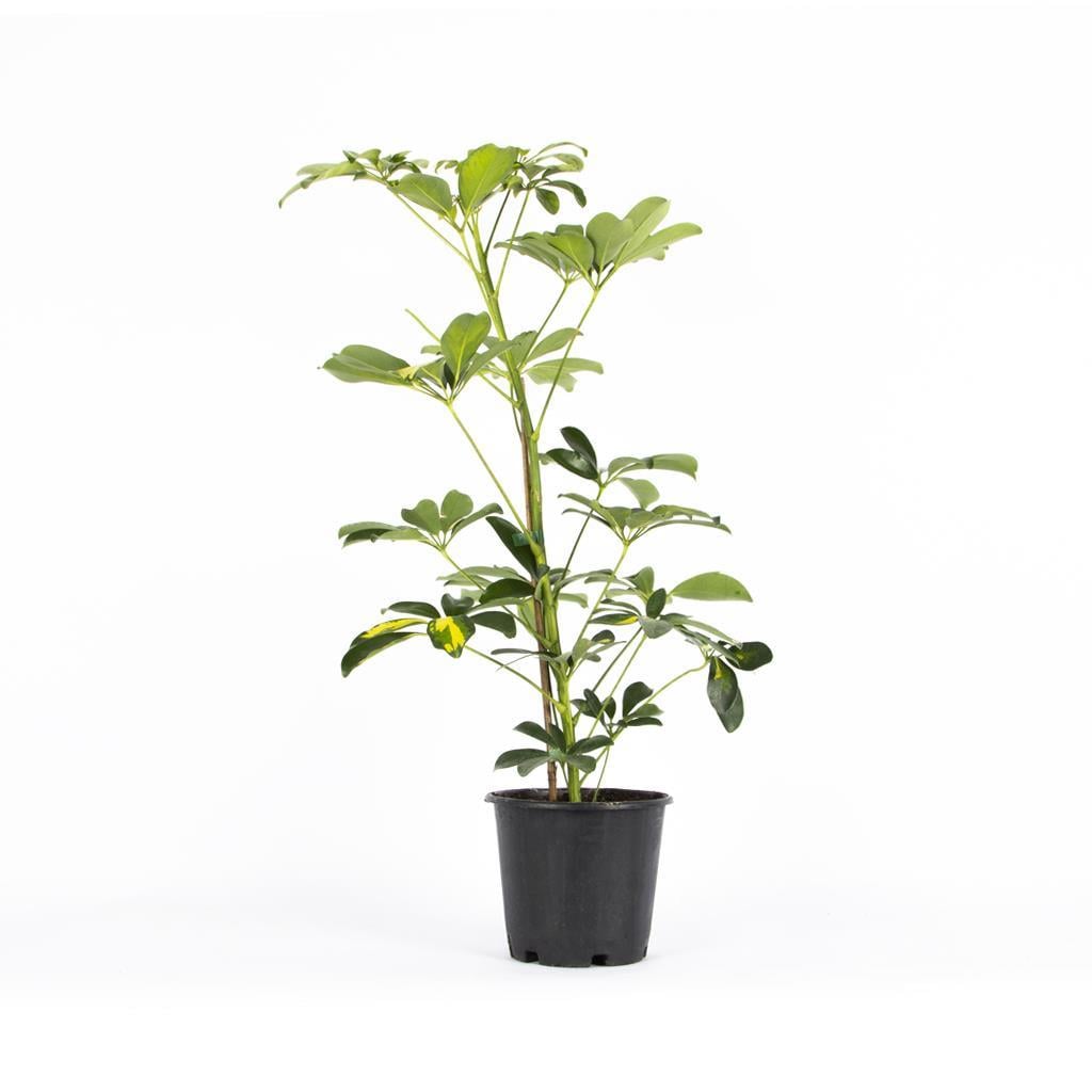 tekli-seflora-45ef-b.jpg