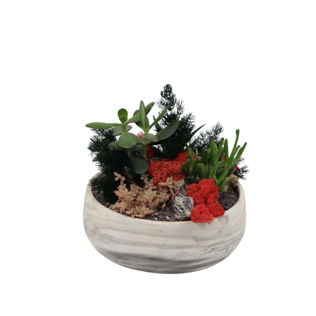 Teraryum aranjman 13, küçük mermer kâsede kaktüs ve sukulentler