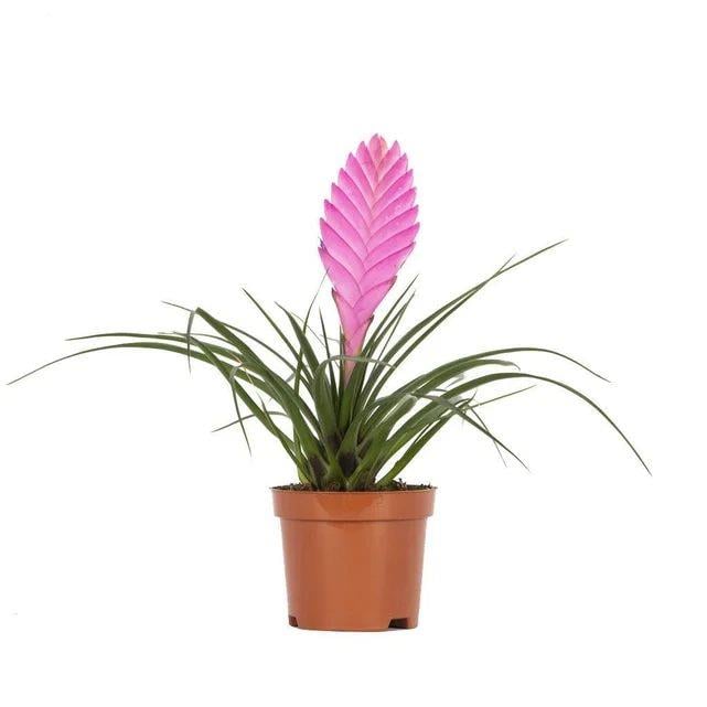 Tillandsia (Hava Bitkisi)