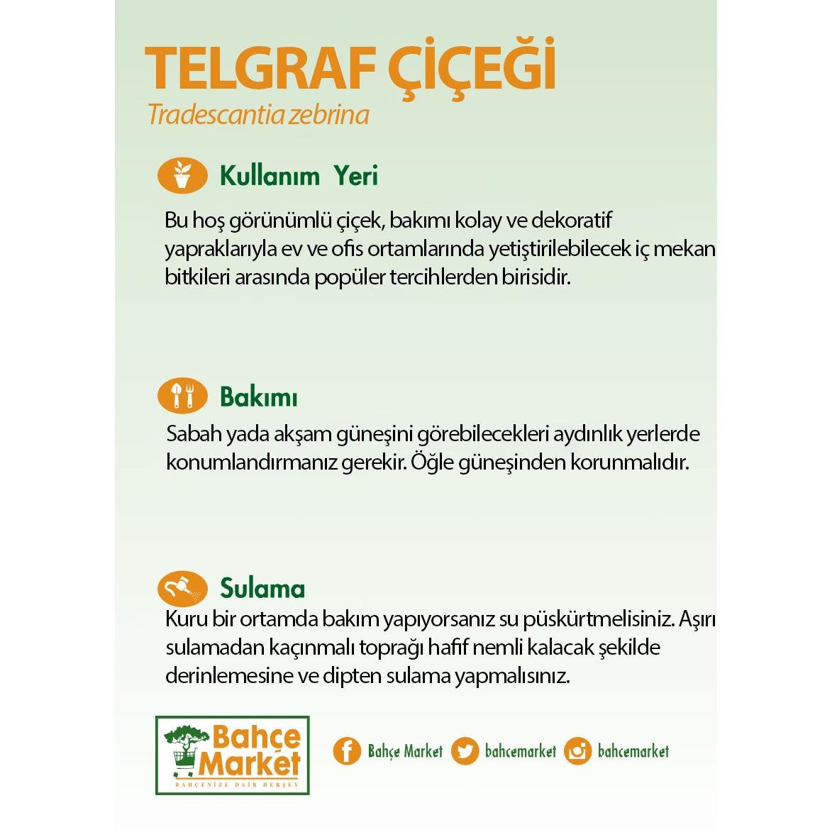Telgraf çiçeği (Tradescantia zebrina) 10-20 cm, mor-gümüş çizgili yapraklı, kahverengi saksıda