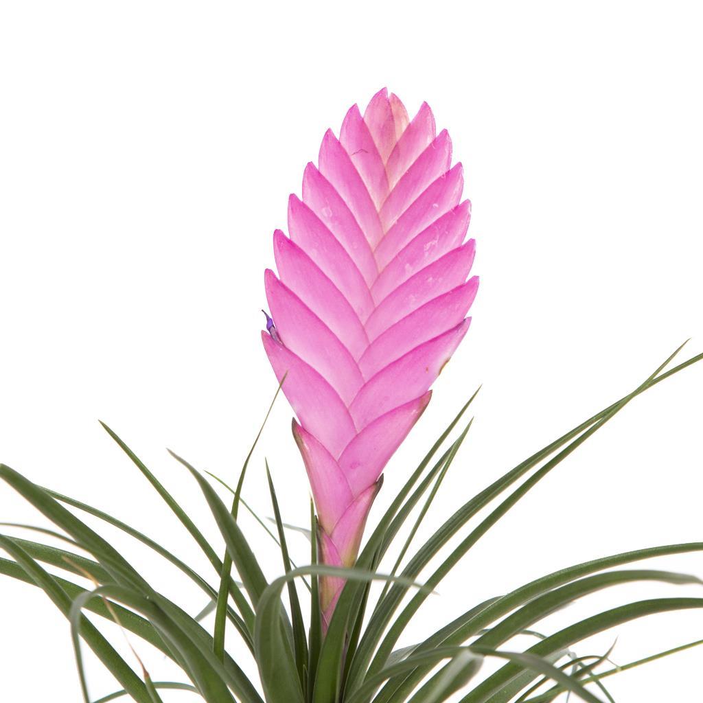 tullandsia-b0427b.jpg