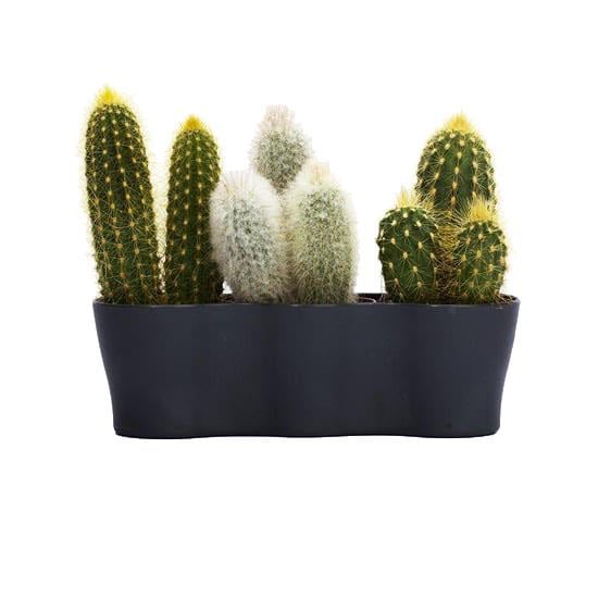 Üçlü Kaktüs Saksı 8,5 Cm