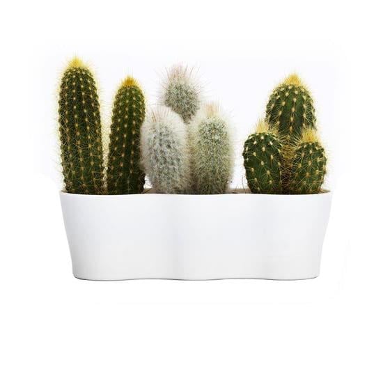 Üçlü Kaktüs Saksı 8,5 Cm