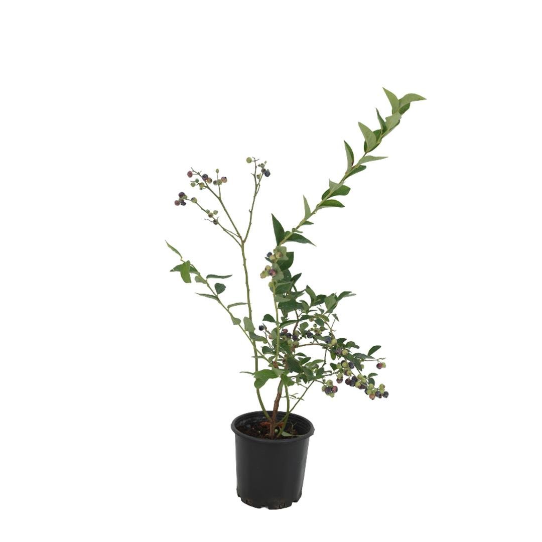 Yaban Mersini 40-60 Cm