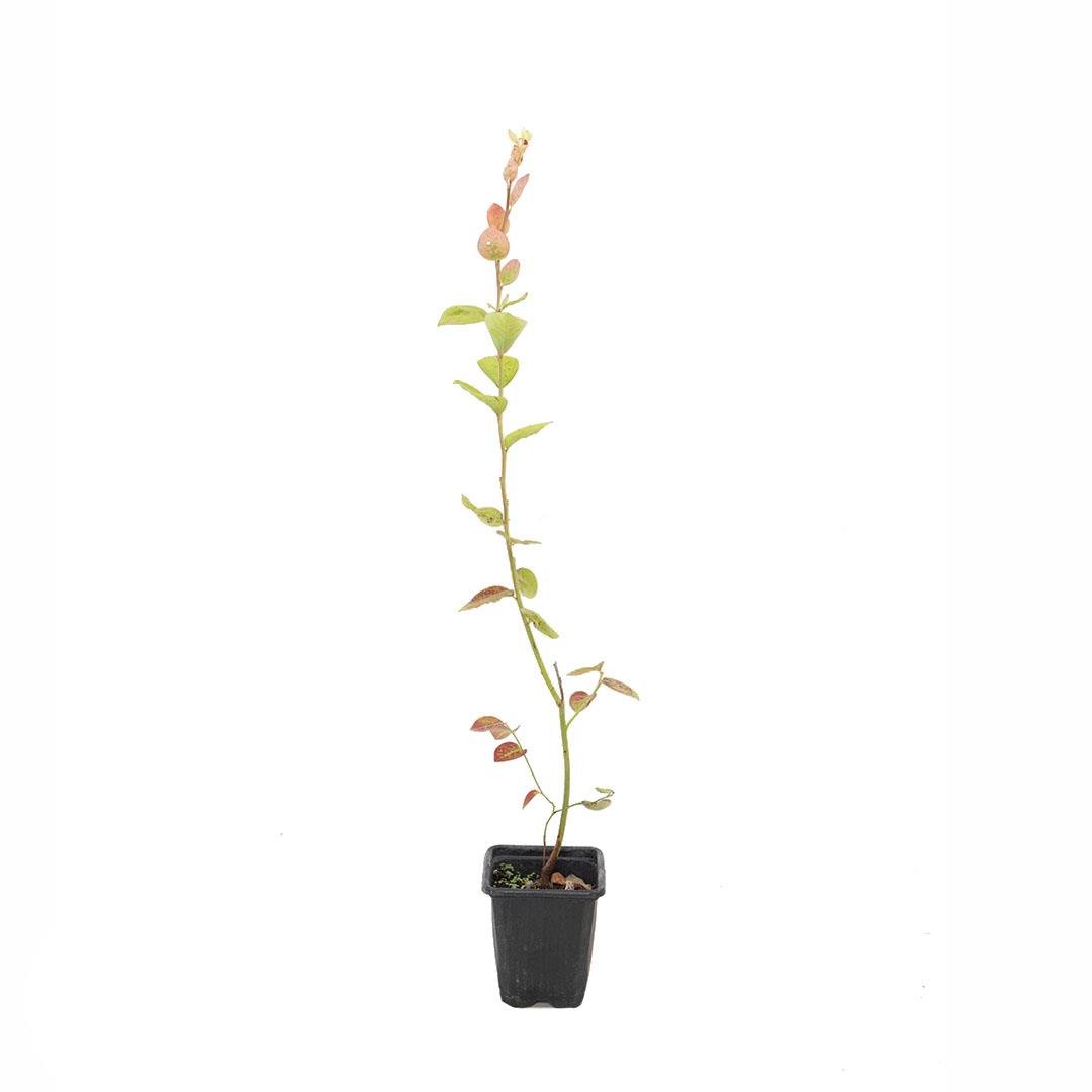 Yaban Mersini Kare Saksıda 20-30 Cm