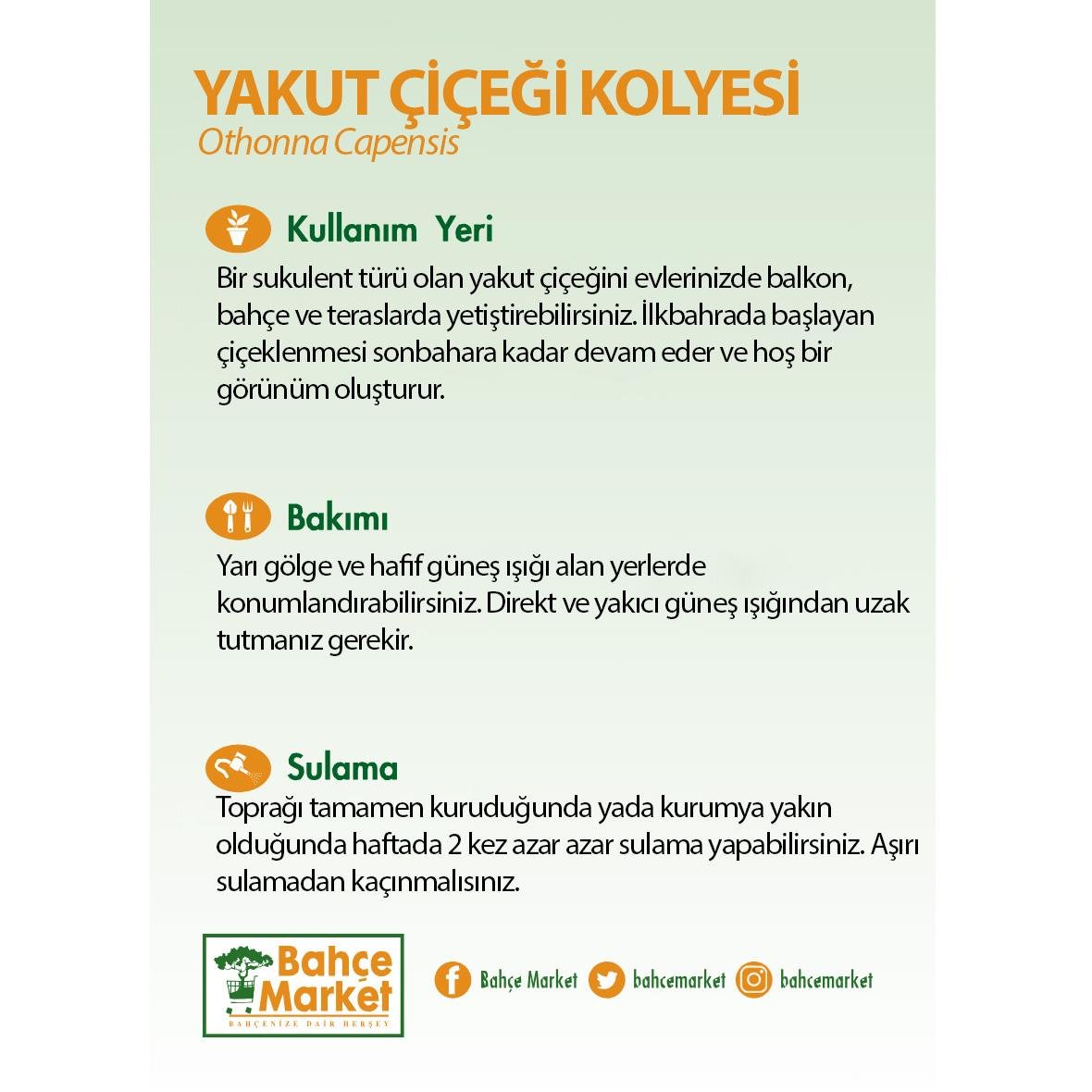 Yakut çiçeği kolyesi (Othonna capensis) bakım kartı: Balkon, bahçe ve terasta yetişen sukulent; ilkbahardan sonbahara çiçek açar. Yarı gölge, hafif güneşli yerde tutun. Toprak kuruyunca haftada 2 kez az sulayın.