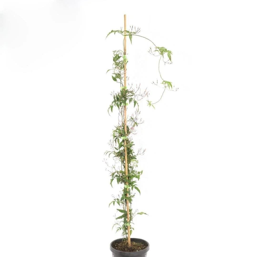 Yasemin (Polyanthum) 80-100 Cm Yeşil