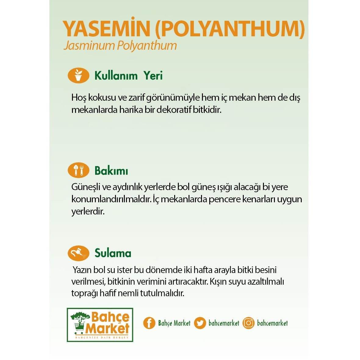 Yasemin (Polyanthum) 80-100 Cm Yeşil