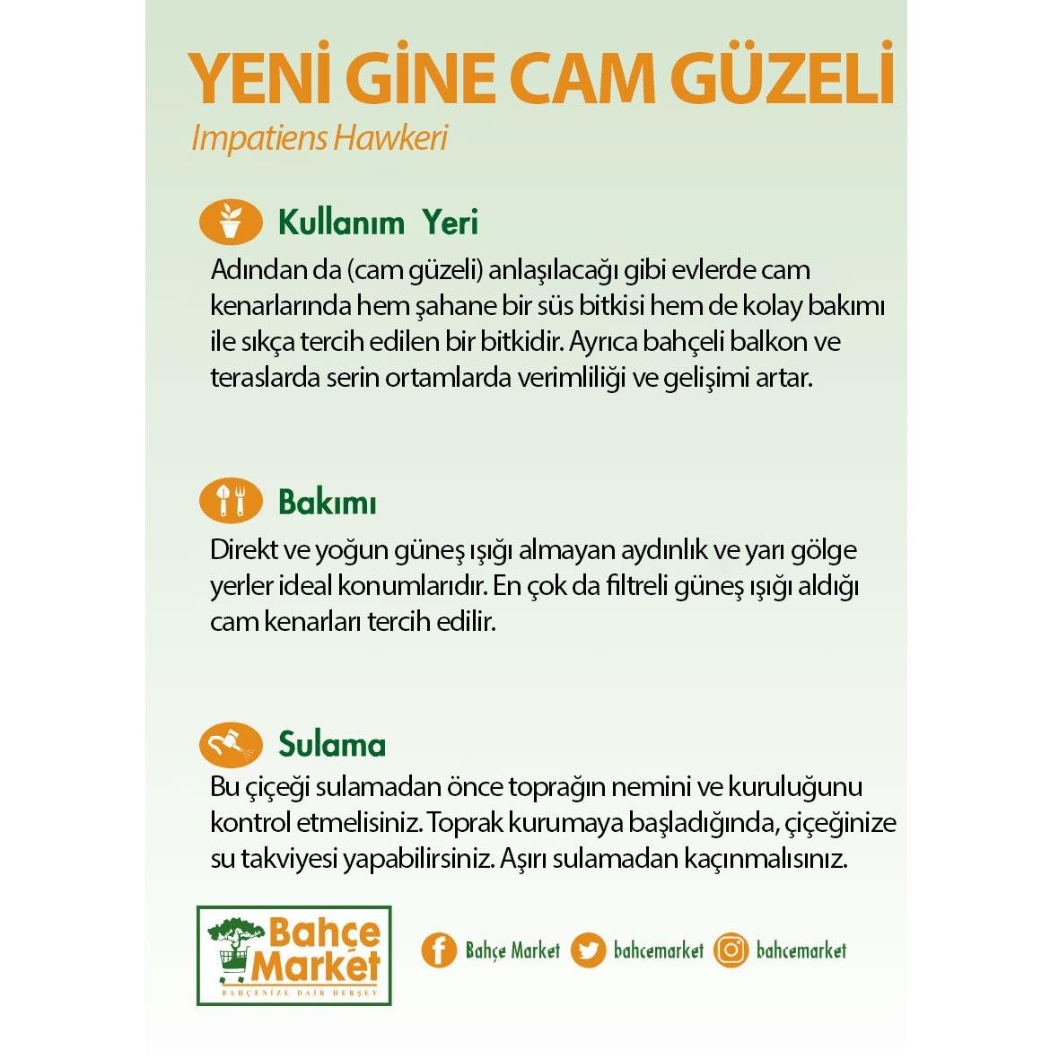 Gelin teli çiçeği (Saxifraga stolonifera) bakım kartı: Sarkan dallarıyla dekoratif ev bitkisi. Doğrudan güneşten koruyun, yarı gölgede tutun. Toprak yüzeyi kurudukça sulayın.
