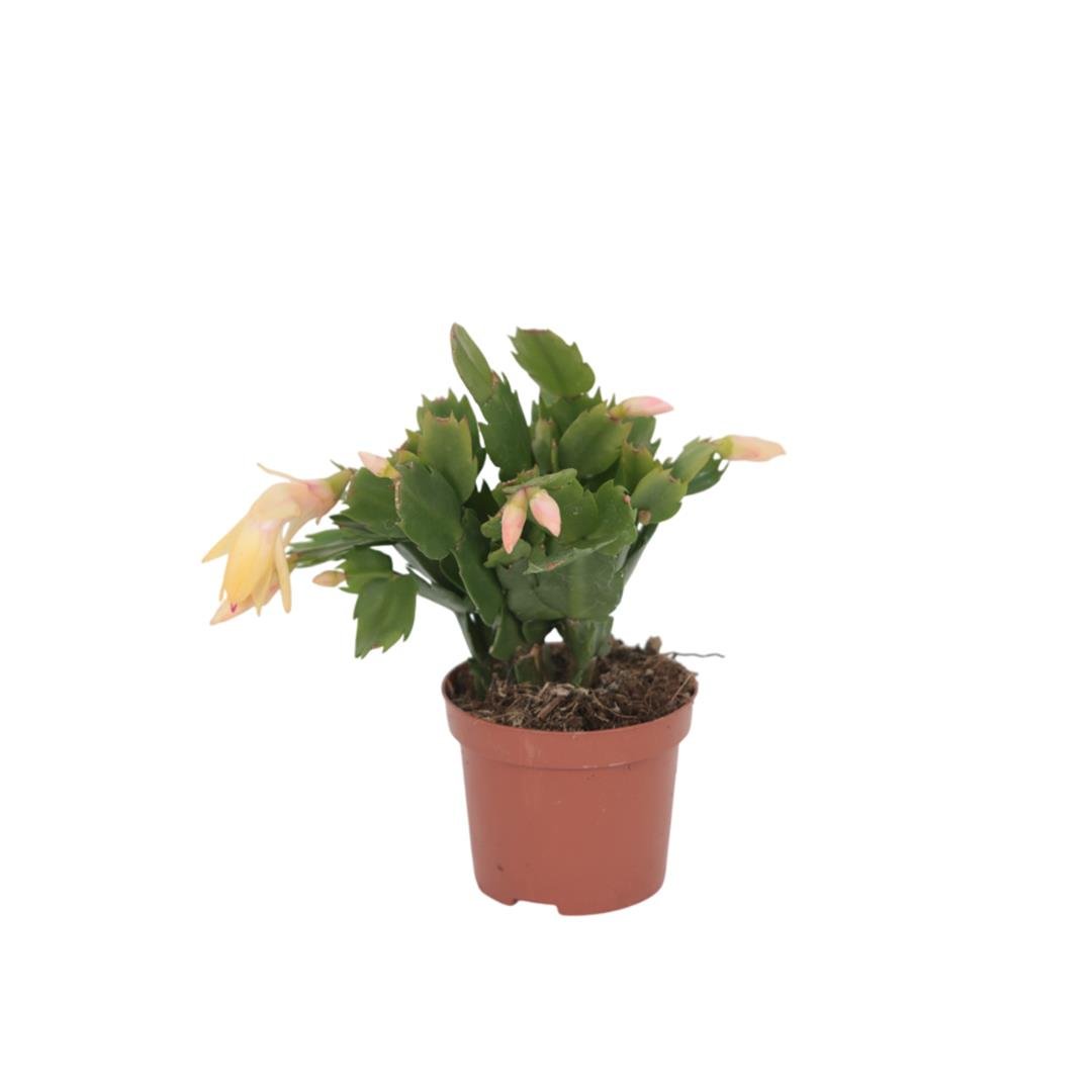 Yılbaşı Çiçeği 10-20 Cm