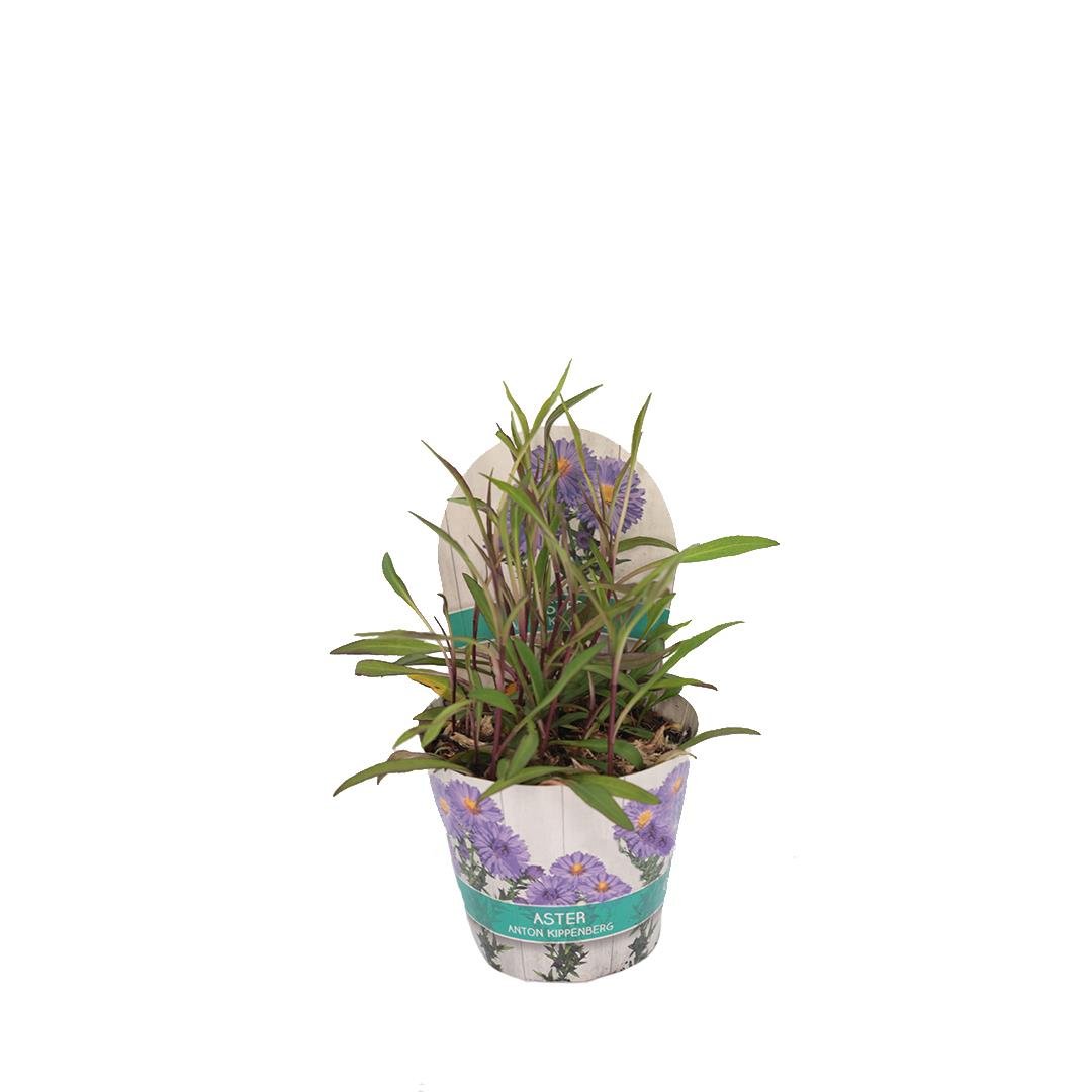 Yıldızpatı Çiçeği 20-30 Cm