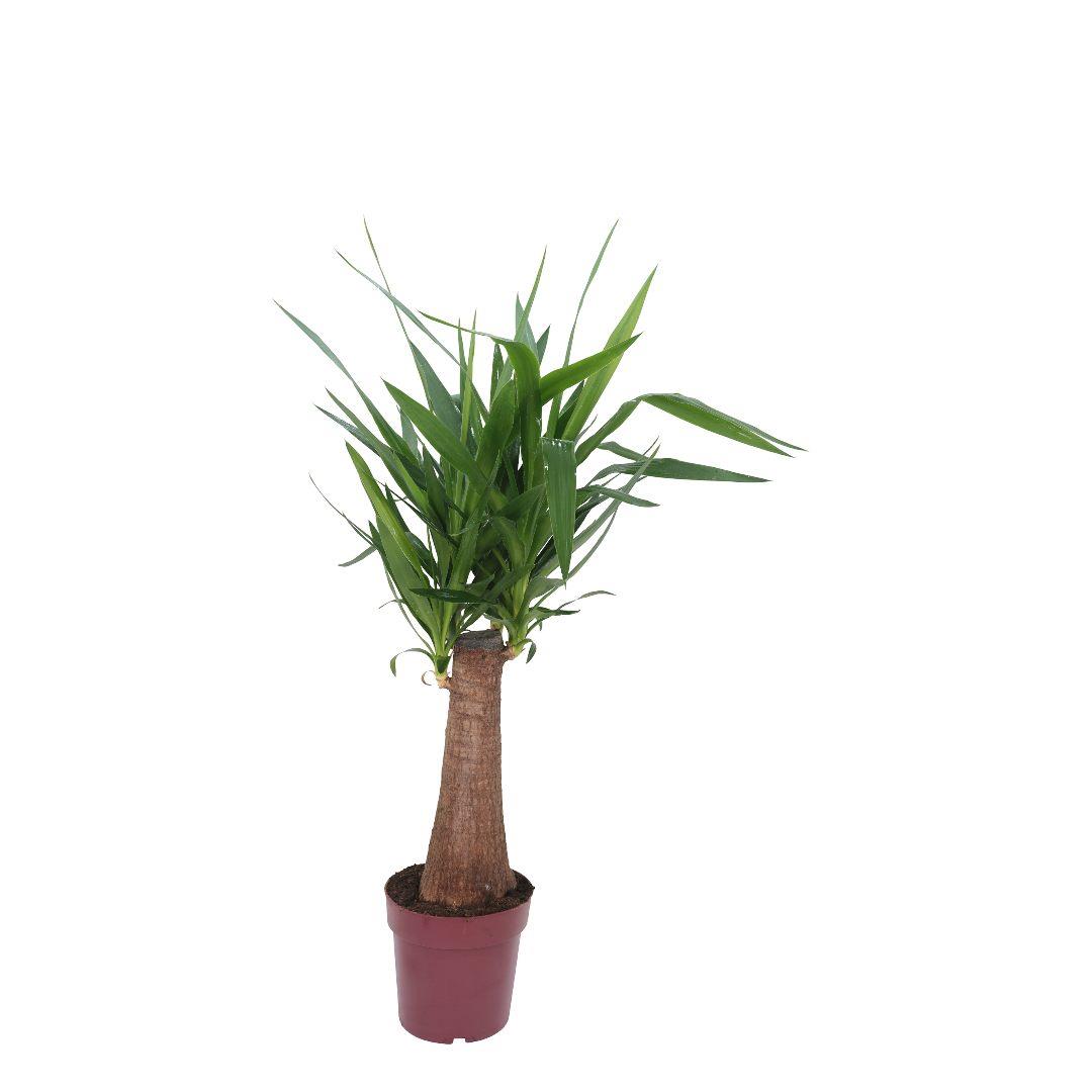 Yuka – Avize Çiçeği Bitkisi 100-120 Cm