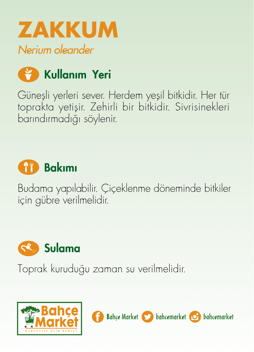 Zakkum Çiçeği - 30 Litre Saksı - Boy 125 150 Cm