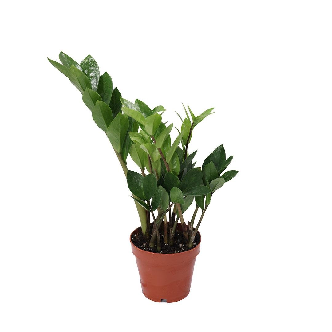 ZAMMİA  30-40 CM