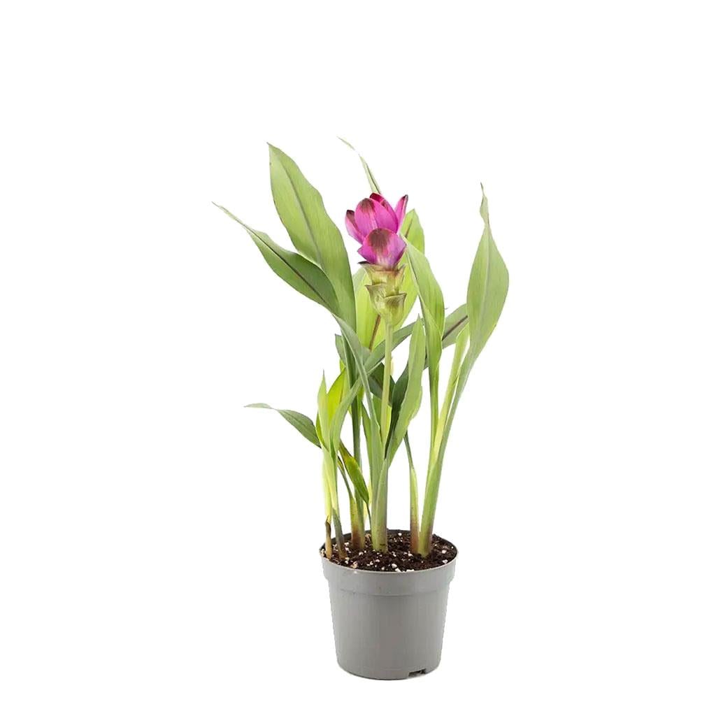 Zerdeçal Curcuma Astra Bitkisi - Çap 14 Cm - Boy 40 60 Cm  Yeşil