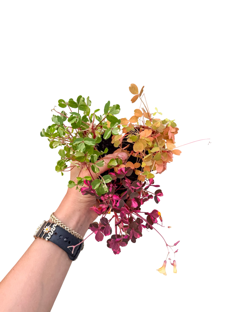 3lü Mini Yapraklı Oxalis Seti