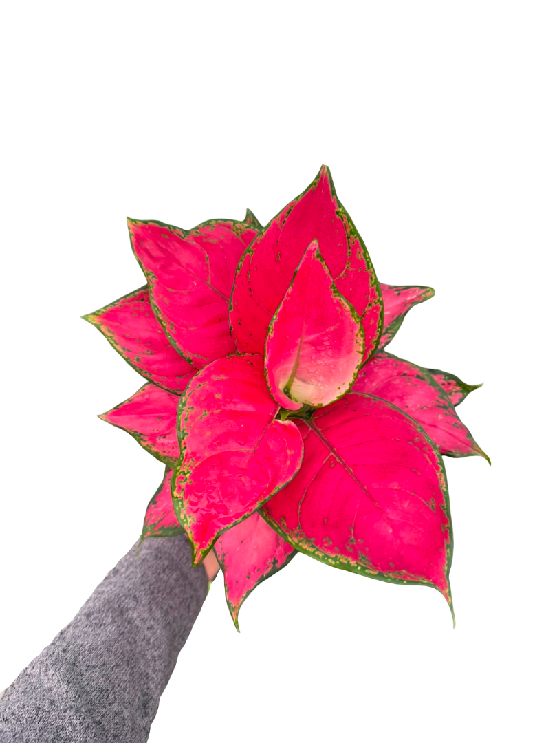 Aglaonema 'Pink Princess'