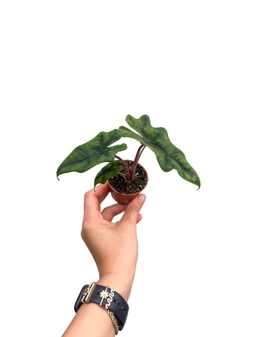 Alocasia Jacklyn