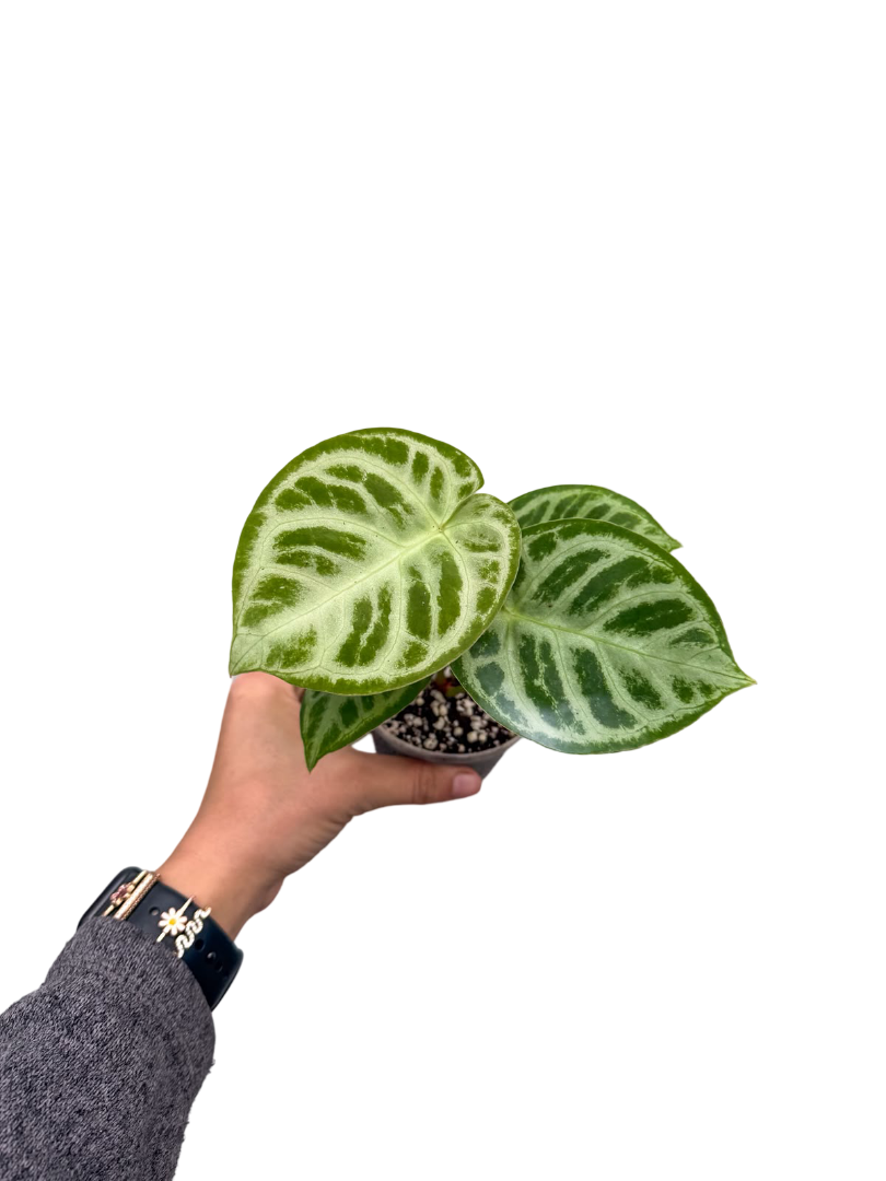 Anthurium Silver Blush