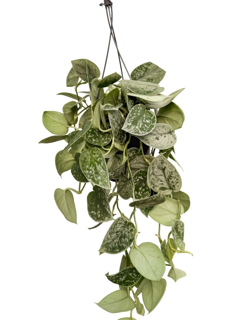 Askılı Gümüş Yapraklı Pothos Scindapsus Pictus 'Exotica'