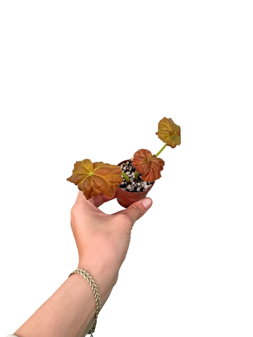 Begonia Rex 'Amber Love'