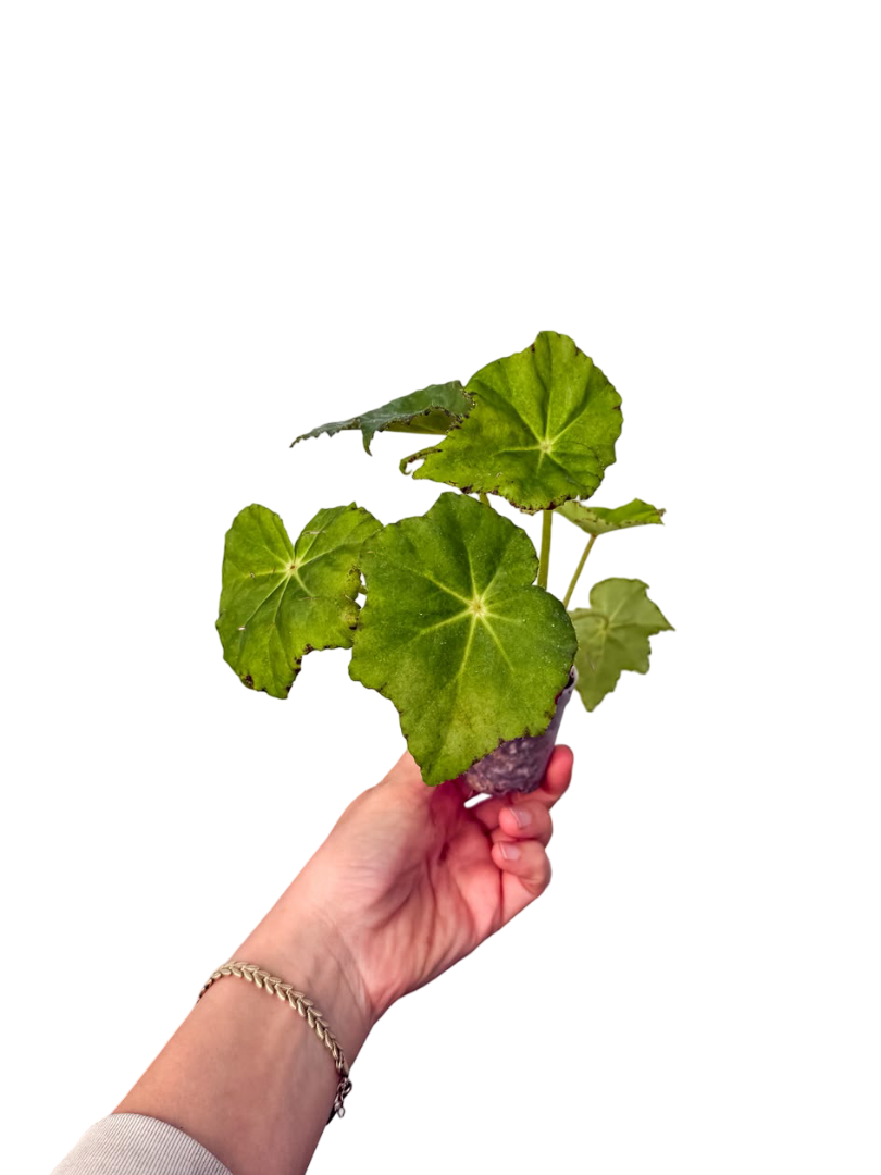Begonia Rex 'Lime Fever'