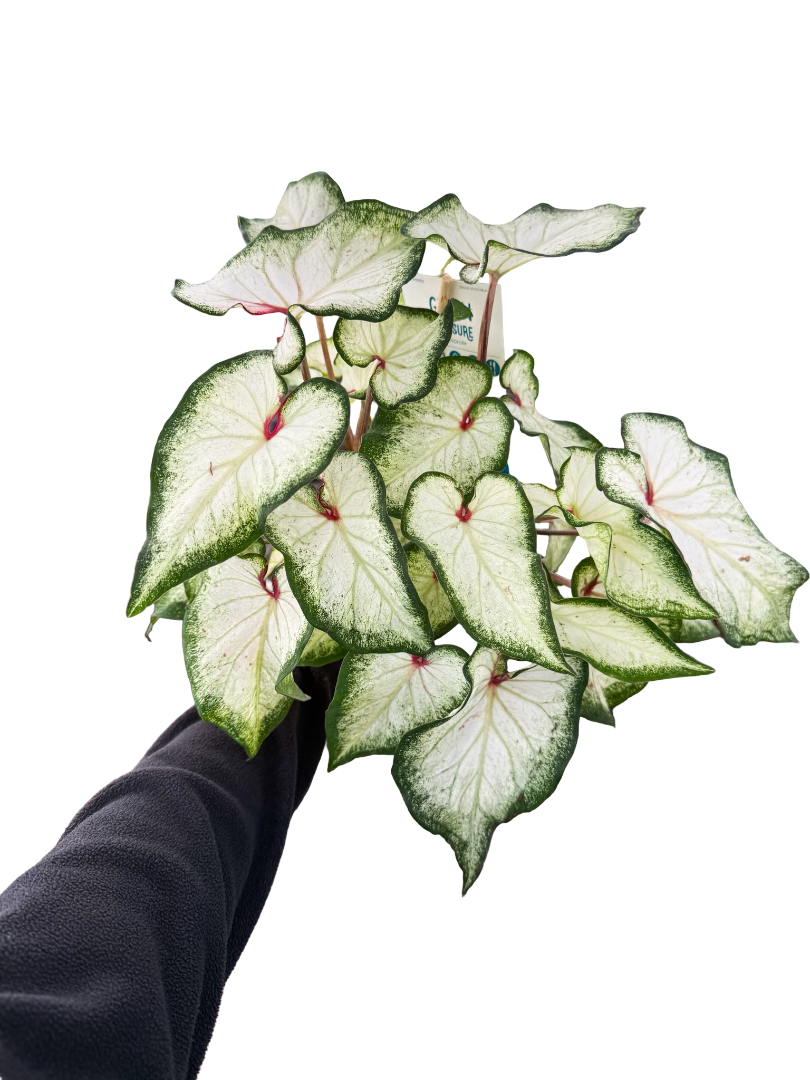 Caladium Bicolor