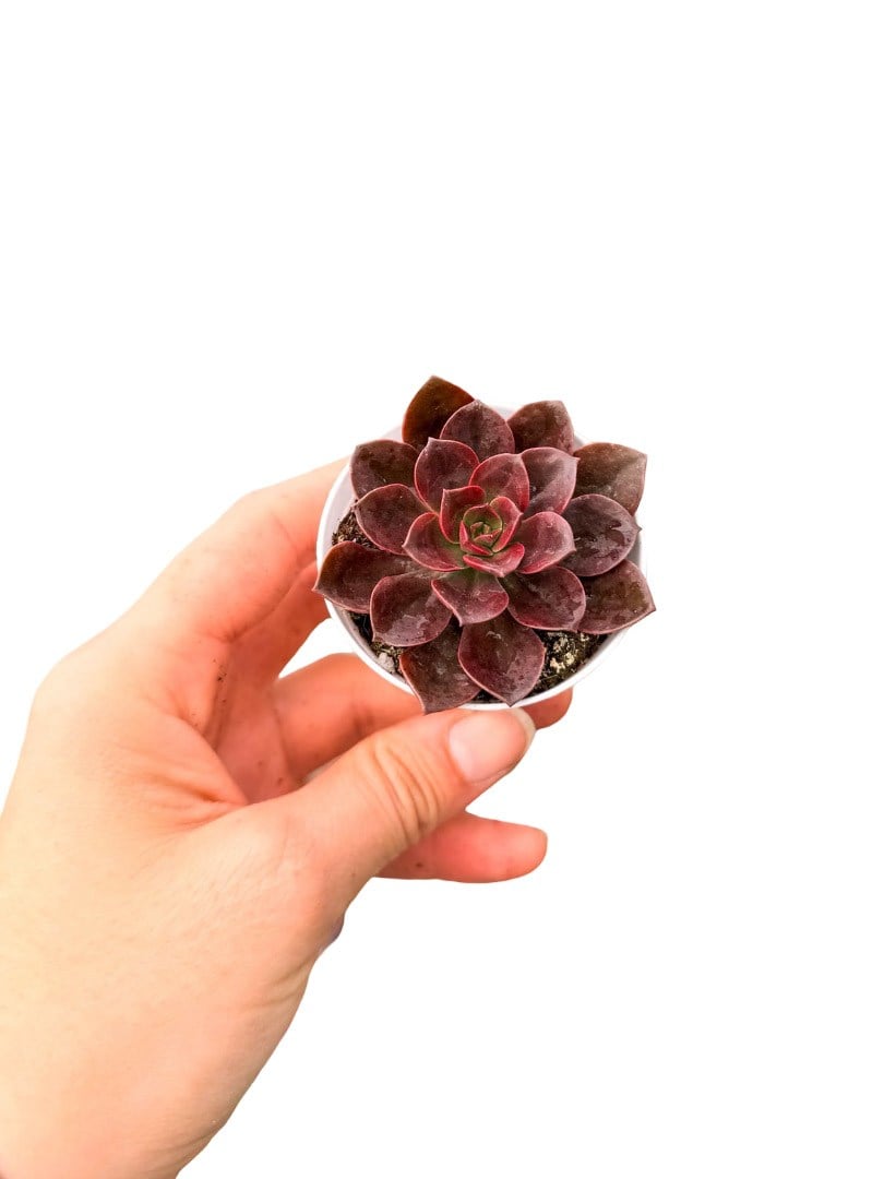 Echeveria Melaco Sukulent