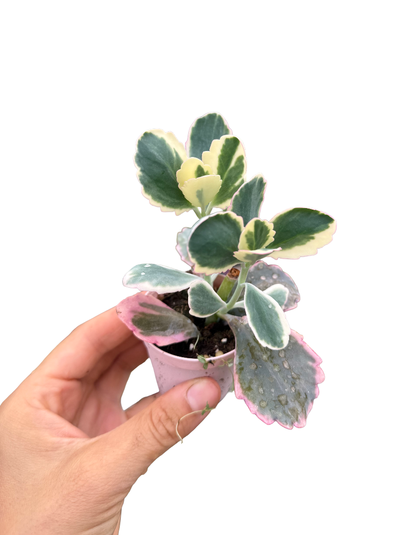 Kalanchoe Humilis