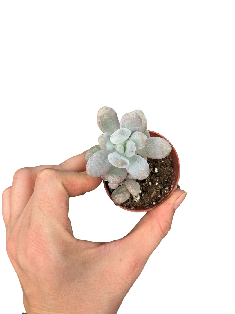 Moonstone Aytaşı Sukulent